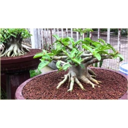 Nasiona Róża pustynna czerw. z białym szt.2 Nxx305